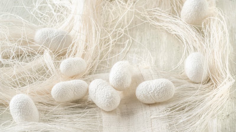 Fotografija: Raziskovalci proučujejo, kako bi s svilo lahko nadomestili okvarjena človeška tkiva. FOTO: Shutterstock
