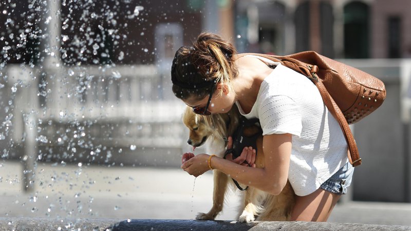 Fotografija: V vročini ne pozabite na živali. Poskrbite, da imajo na voljo senco in vodo. Foto: Jože Suhadolnik
