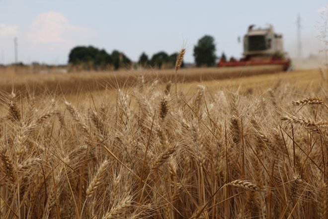 Letos je v Prekmurju s pšenico zasejanih nekaj manj polj kot lani, pridelek pa bo še dodatno zmanjšal zadnji vročinski val. FOTO: Jože Pojbič
