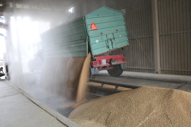 V silosih je že približno tretjina letošnjega pridelka pšenice, odkupni pogoji pa še vedno niso znani. FOTO: Jože Pojbič

