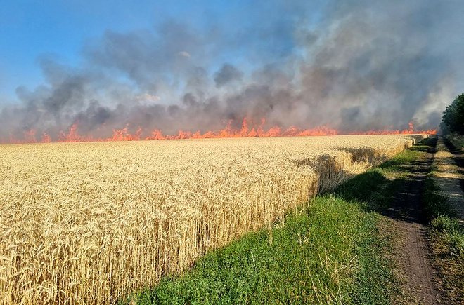 Gasilci se trudijo zaustaviti požar na polju žita, ki ga je povzročilo obstreljevanje. FOTO: AFP
