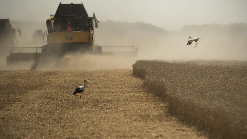 Fotografija: Žetev pšenice v regiji Ternopil. FOTO: Jure Eržen/Delo

