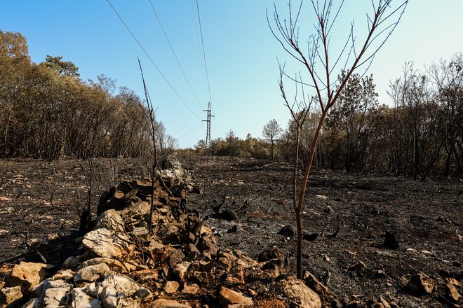Požar podobnih razsežnosti se lahko ponovi tako rekoč na večjem delu države. FOTO: Črt Piksi
