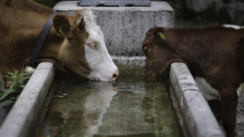 Fotografija: Kmete je razburilo priporočilo, da se živine ne sme napajati neposredno na vodotokih. FOTO: Jože Suhadolnik/Delo
