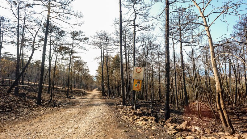 Fotografija: Po prvih ocenah je bilo uničenih okoli 3600 hektarjev gozdov in drugih zemljišč. FOTO: Črt Piksi/Delo
