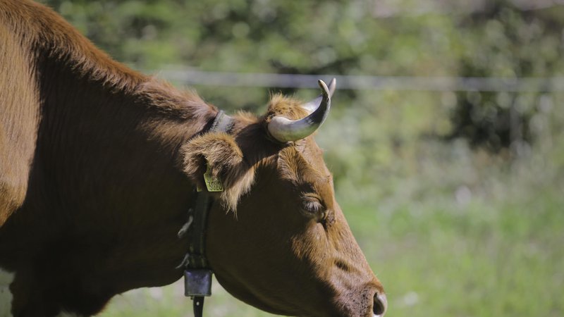 Fotografija: Z zajemom metana krav mlekaric bi EU lastno črpanje zemeljskega plina povečala za približno desetino. FOTO: Jože Suhadolnik 
