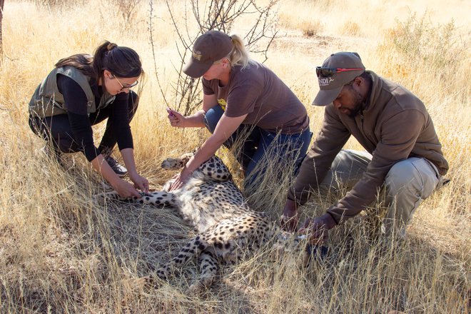 Geparde so odlovili v Namibiji. FOTO: Reuters
