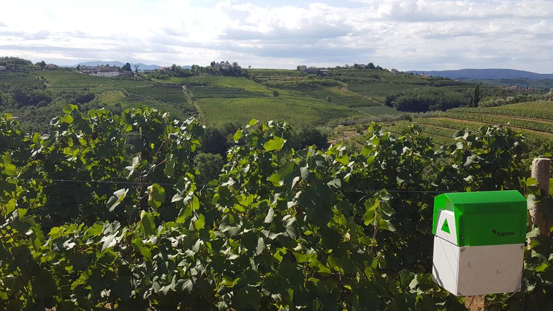 Fotografija: Trapview je bil del prvega pilotnega projekta pametnega vinogradništva z daljinskim nadzorom škodljivcev v Goriških brdih, še pred tem so sodelovali z občino Ajdovščina v Vipavski dolini. FOTO: Telekom Slovenije
