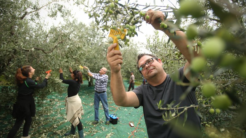 Fotografija: Danes se tudi uradno začenja letošnja oljkarska sezona. Na fotografiji obiranje oljk v oljčniku družine Jenko v eni od preteklih sezon.

Fotografije Jure Eržen
