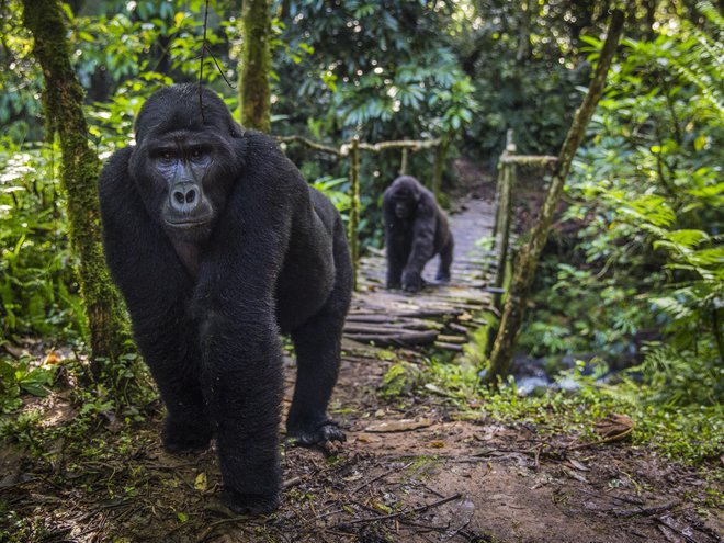 Srečanje z gorilami je za marsikoga največje doživetje, toda Miha Logar je najbolj ponosen, če gostje odidejo, razmišljujoč o ljudeh, s katerimi so se družili. FOTO: Marcus Westberg

