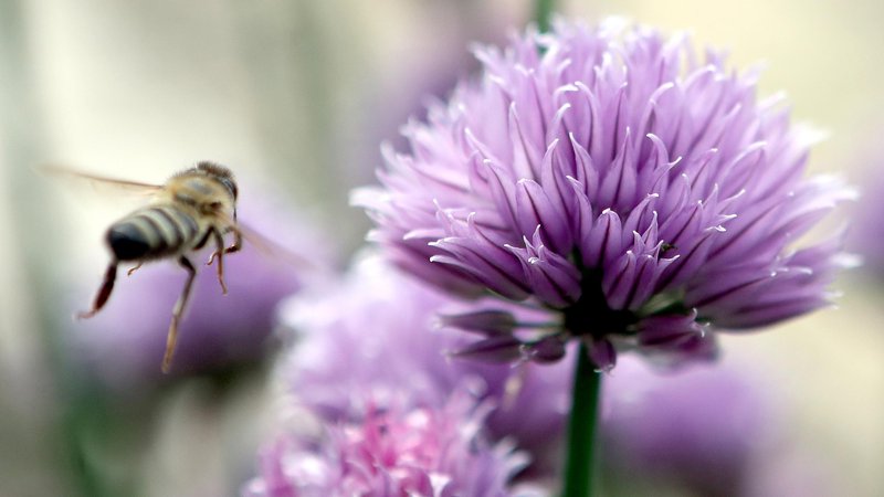 Fotografija: K odgovornosti za zmanjšanje porabe pesticidov je komisijo zavezala tudi evropska državljanska pobuda za zaščito čebel in kmetov. FOTO: Dejan Javornik
