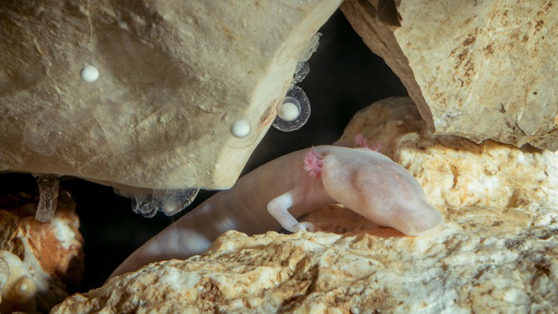 Fotografija: To edinstveno bitje prebiva le v podzemlju Dinarskega krasa. FOTO: Postojnska jama
