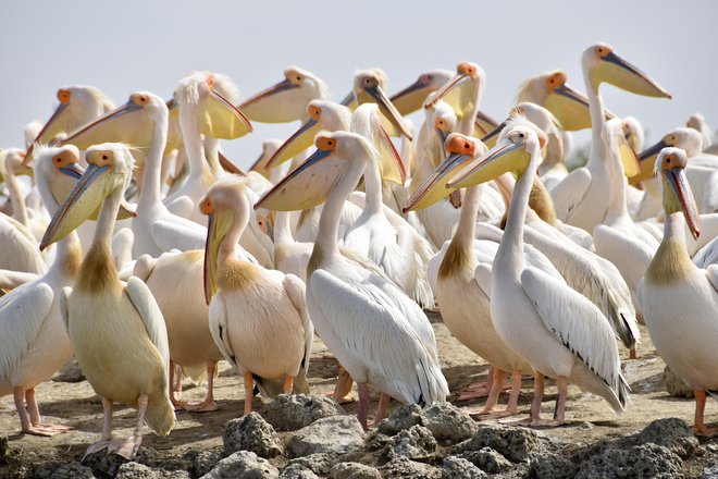 Glavna vloga v Djoudju pripada velikim belim pelikanom. FOTO: Gašper Završnik
