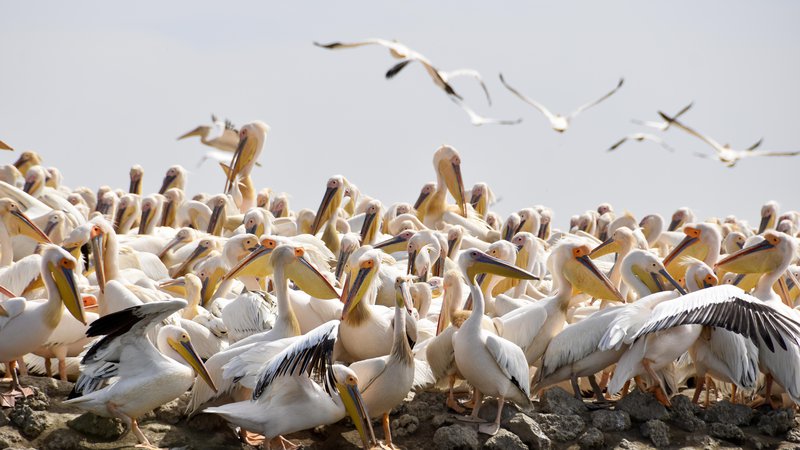 Fotografija: Okoli 14.000 pelikanov si za gnezdenje vsako leto izbere majhno zaplato kopnega v nacionalnem parku Djoudj. FOTO: Gašper Završnik
