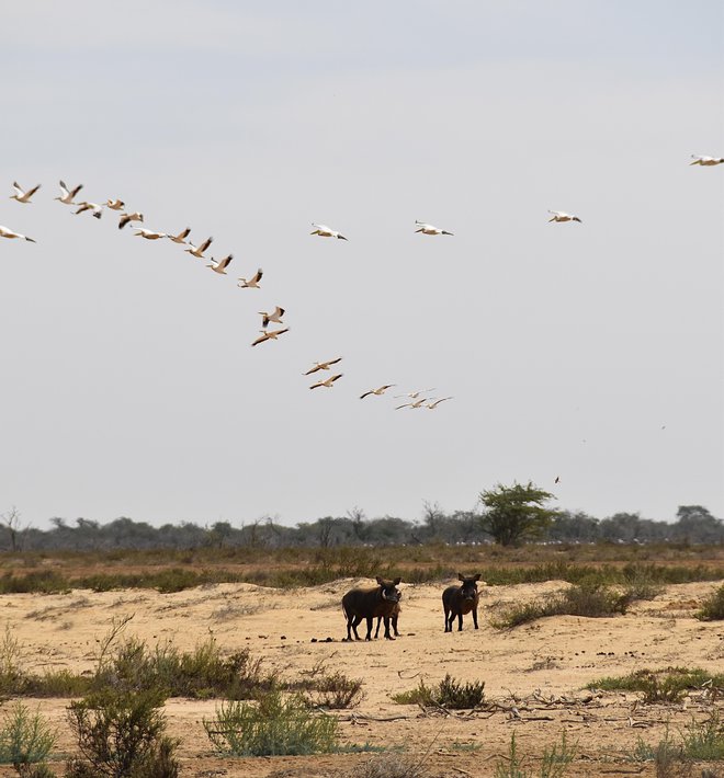 Poleg ptic rezervat ne skopari niti z drugimi predstavniki afriškega živalskega kraljestva. FOTO: Gašper Završnik
