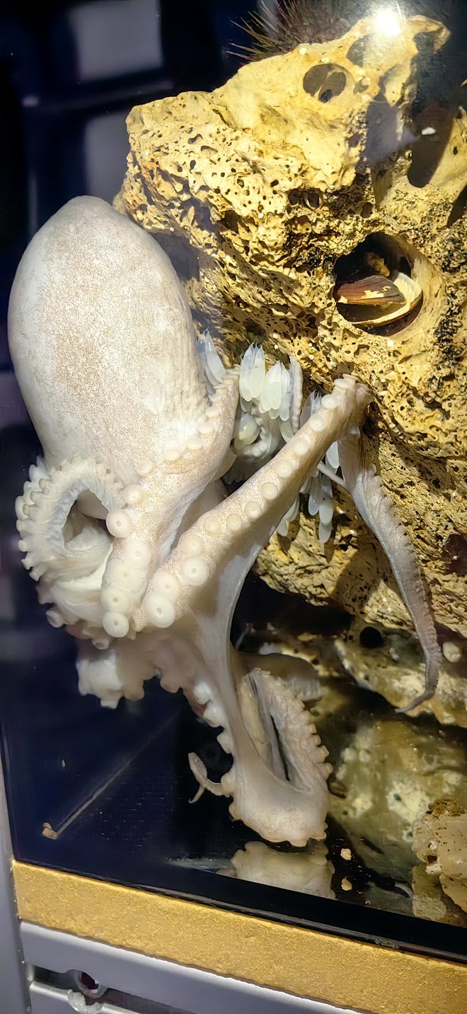 Moškatna hobotnica v piranskem gnezdu FOTO: Boris Šuligoj

