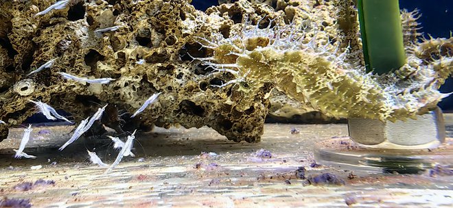 Dolgonosa morska konjička, dobro skrita na desni strani akvarija, in jata mizidnih rakcev na levi v karanteni Akvarija Piran. FOTO: Boris Šuligoj
