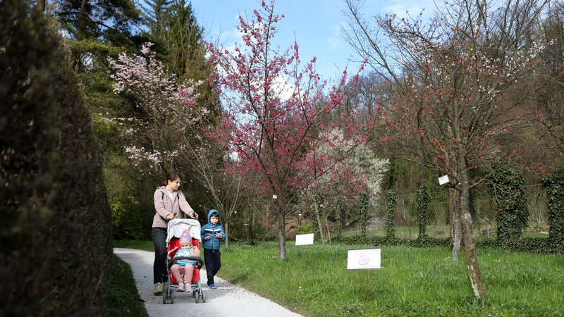 Fotografija: Cvetoče japonske češnje v ljubljanskem botaničnem vrtu. FOTO: Blaž Samec/DeloFOTO: 