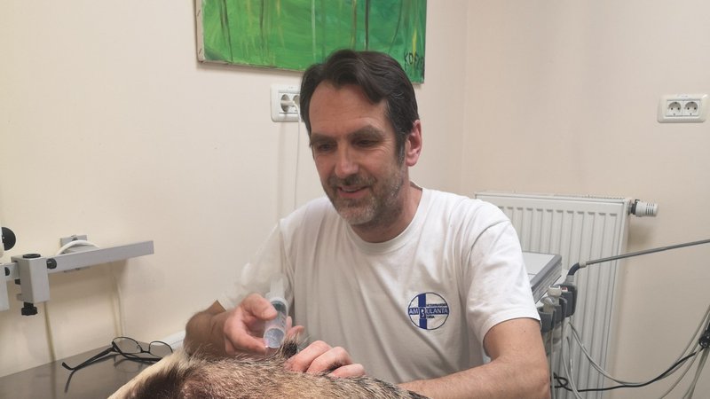 Fotografija: Izkušeni veterinar Marjan Kastelic je v minulem tednu reševal zlomljeno nogo jazbeca, ki mu za zdaj kaže dobro. Gospod, ki ga je zadel z avtom, se je namreč odločil, da bo plačal operacijo. FOTO: osebni arhiv