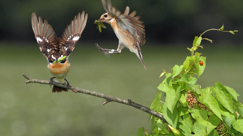 Fotografija: Repaljščica je travniška vrsta. Je ptica selivka in ravno te dni se vrača k nam. Levo je samec, desno samica. FOTO: Davorin Tome

 