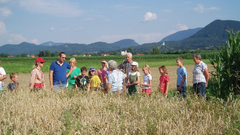 Fotografija: Pridelki iz biodinamičnega kmetovanja so bolj hranilni in okusnejši, ker so pridelani brez uporabe umetnih gnojil in pesticidov. FOTO: Zveza biodinamikov Slovenije