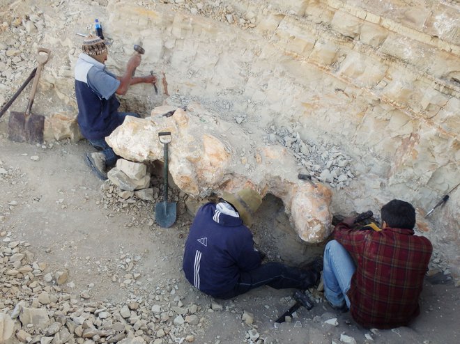 Paleontologi so v obalni puščavi južnega Peruja odkrili 13 vretenc, štiri rebra in eno kolčno kost ogromne, a po ocenah neplenilske živali, ki je nemara spominjala na današnje morske krave. FOTO: Giovanni Bianucci via Reuters