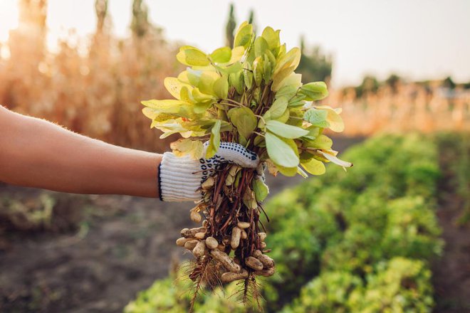 Plodovi arašidov se razvijajo v strokih pod zemljo. FOTO: Shutterstock