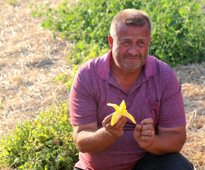 Ena od letošnjih sort paradižnikov na Stekovicsevih poljih je rumena banana. FOTO: Milan Ilić