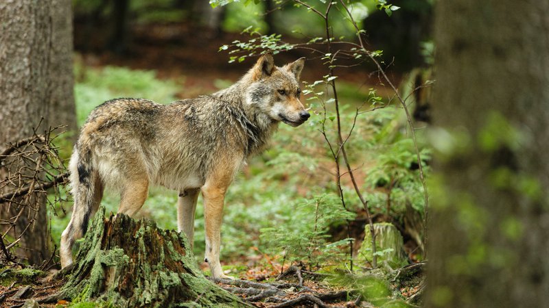 Fotografija: Volkovi so v večini EU strogo zavarovani na podlagi evropske direktive o habitatih in bernske konvencije. Zmanjšanje ravni zaščite bi pomenilo lažji odstrel. FOTO: Christian Cabron/AFP