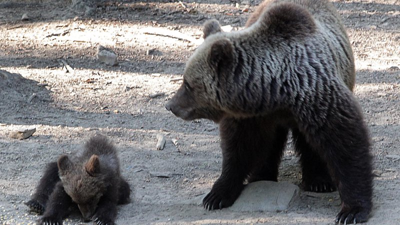Fotografija: Odstrel medvedjih mladičkov takšne teže je »norost brez primere«, mi je užaloščeno pripovedoval tudi mag. Janez Černač, ugledni gozdarski, lovski in ekološki strokovnjak s Kočevskega. FOTO Ljubo Vukelič