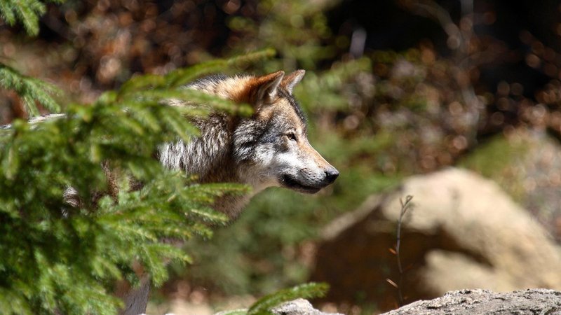 Fotografija: Komisija se pri svojem predlogu o znižanju varstvenega statusa sklicuje na danes objavljeno »poglobljeno analizo statusa volka v EU«. 

FOTO: Slowolf