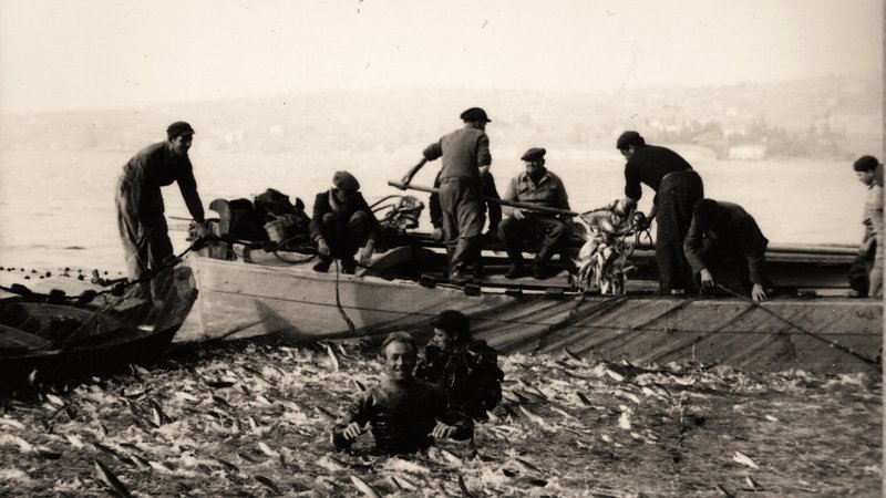 Fotografija: Tako bogati so bili včasih ulovi cipljev v Piranskem zalivu. Zdaj jih lahko občudujemo samo še v muzeju. FOTO: Arhiv Sergio Perentin