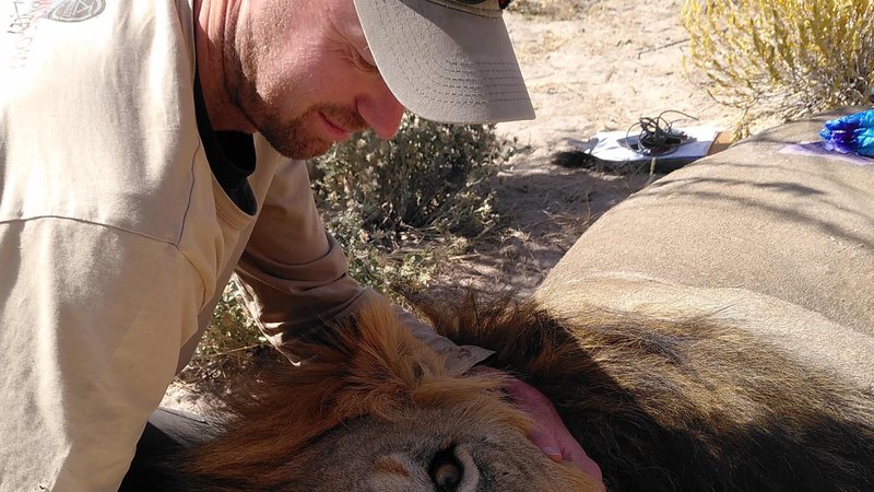 Fotografija: Miha Krofel med lanskim raziskovanjem levov, glede katerega upa, da bo pripomoglo pri njihovem varstvu, saj veljajo za ranljivo populacijo v upadanju. FOTO: osebni arhiv