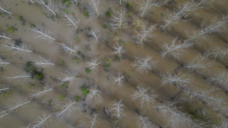Fotografija: Potopljeni topoli med poplavljanjem reke Vienne v mestu Chinon v zahodni Franciji. Več kot sto ljudi je bilo evakuiranih z domov v regijah Indre-et-Loire in Vienne, v regiji Haute-Vienne pa so poročali o pogrešanju kajakaša, potem ko so od 30. marca 2024 v zahodni in osrednji Franciji močno poplavljale reke. Foto: Guillaume Souvant/Afp