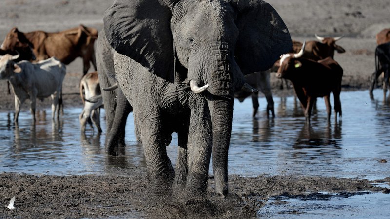 Fotografija: Afriški sloni. FOTO: Monirul Bhuiyan/Afp