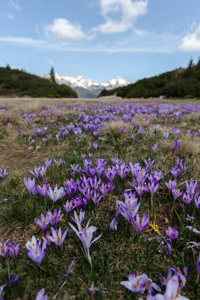 Med vijoličastimi cvetlicami so se bohotili sicer redki beli žafrani, ki se imenujejo nunka. FOTO: Kaja Ribežl