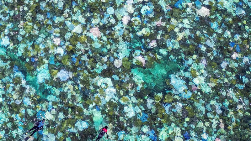 Fotografija: Turisti se potapljajo nad pobeljenimi in odmrlimi koralami na otoku Lizard na Velikem koralnem grebenu, 270 kilometrov severno od mesta Cairns. Slavni avstralski Veliki koralni greben je na robu propada, saj je doživel enega najhujših pojavov beljenja koral doslej - petega v zadnjih osmih letih -, zaradi česar znanstveniki niso prepričani o njegovem preživetju. Foto: David Gray/Afp