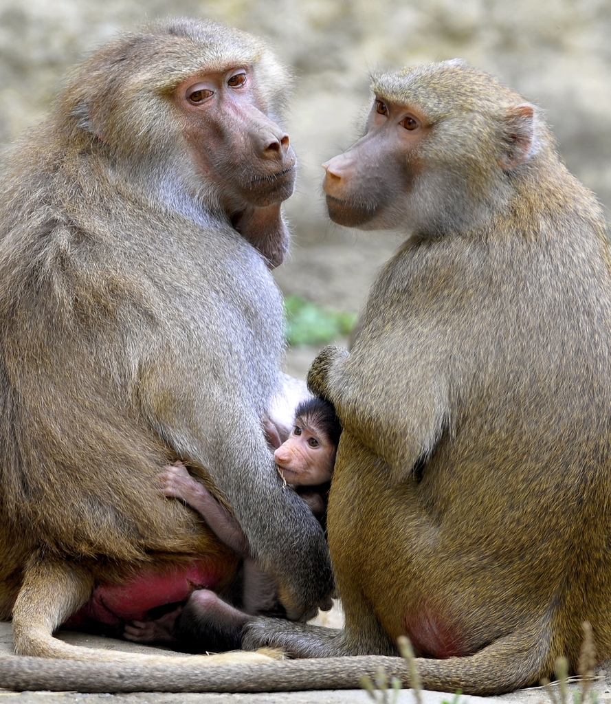 Primates Human Behavior