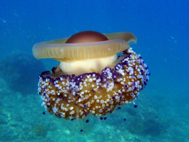 Med naše najbolj slikovite meduze sodi morska cvetača <em>(Cotylorhiza tuberculata)</em><em>,</em> ki pod vodno gladino spominja na vesoljsko ladjo ali bitje iz neke druge galaksije. Z njo plavajo enocelični oklepni bičkarji in skupinica mladih rib, najve