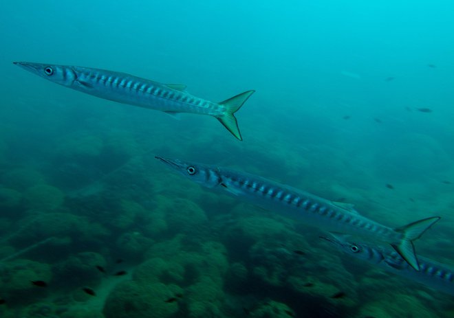 Ribiči na Jadranu vse pogosteje opažajo tujerodne barakude <em>(Sphyraena chrysotaenia, ali Sphyraena viridensis).</em> V severnem Jadranu so redkeje opažene kot v južnem. Foto Lovrenc Lipej