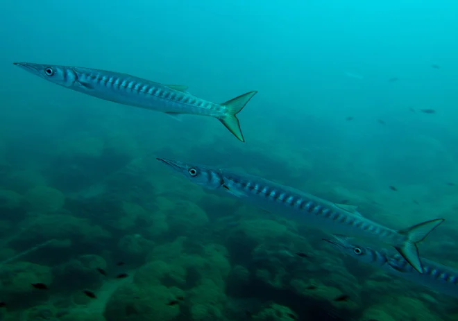 Ribiči na Jadranu vse pogosteje opažajo tujerodne barakude <em>(Sphyraena chrysotaenia, ali Sphyraena viridensis).</em> V severnem Jadranu so redkeje opažene kot v južnem. Foto Lovrenc Lipej