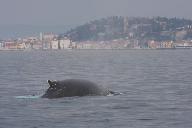 Leta 2009 je naše morje obiskal kit grbavec. Foto Boris Šuligoj