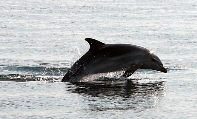 Delfini se v severnem delu Jadrana očitno dobro počutijo. Foto Ljubo Vukelič