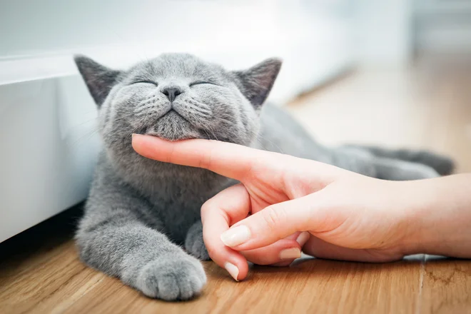 Imamo vse. In tisto zares zdravo je manj, je dosegljivo in je ceneje od za telo strupenega. FOTO: Shutterstock
