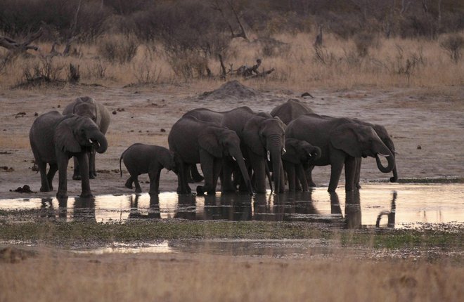 V nacionalnem parku Hwange je težava tudi preveliko število slonov. FOTO: Philimon Bulawayo/Reuters