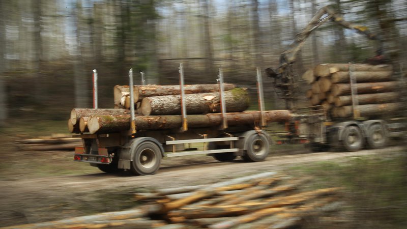 Fotografija: Osumljenci, ki so lani izvedli eno največjih tatvin lesa v državnih gozdovih, še vedno niso za zapahi. FOTO: Jure Eržen/Delo