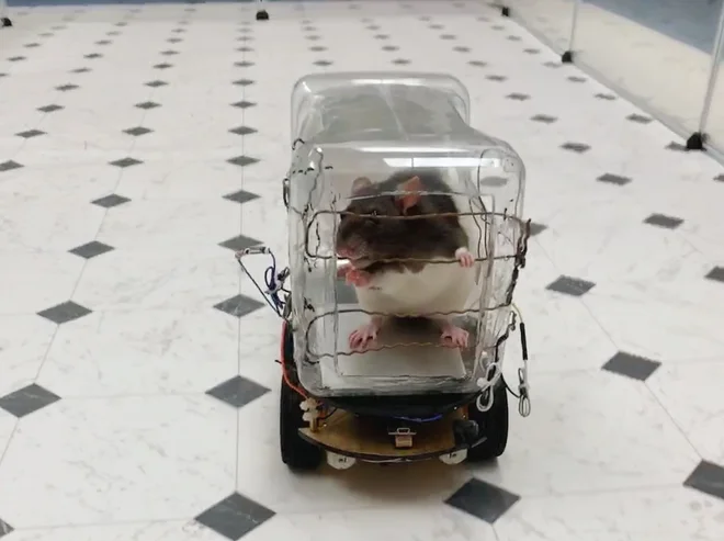 Podganomobil. FOTO: University of Richmond/AFP