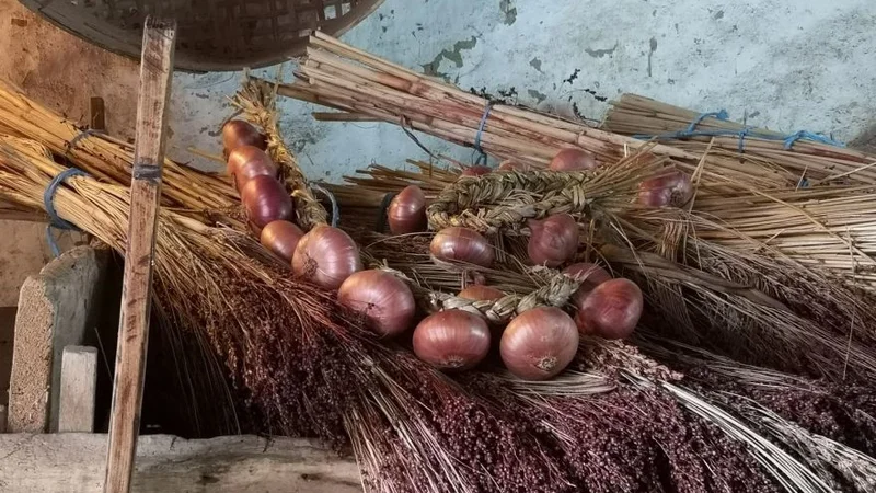 Fotografija: Ptujski lük pridelujejo po tradicionalnih postopkih že več kot 200 let, ponekod celo 300 let. FOTO: Samanta Gomboc