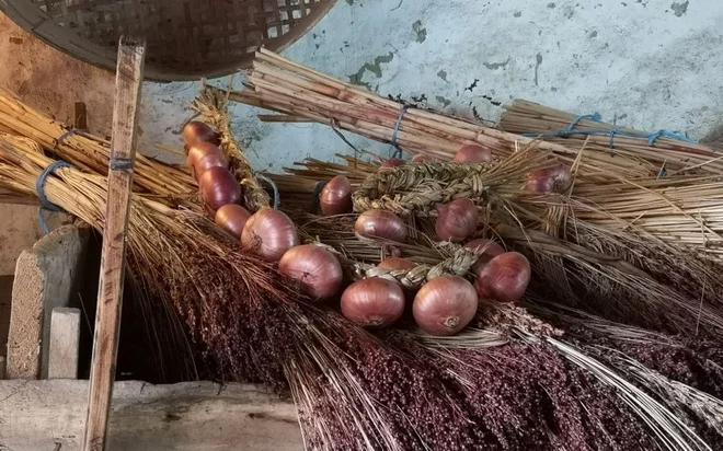 Ptujski lük pridelujejo po tradicionalnih postopkih že več kot 200 let, ponekod celo 300 let. FOTO: Samanta Gomboc