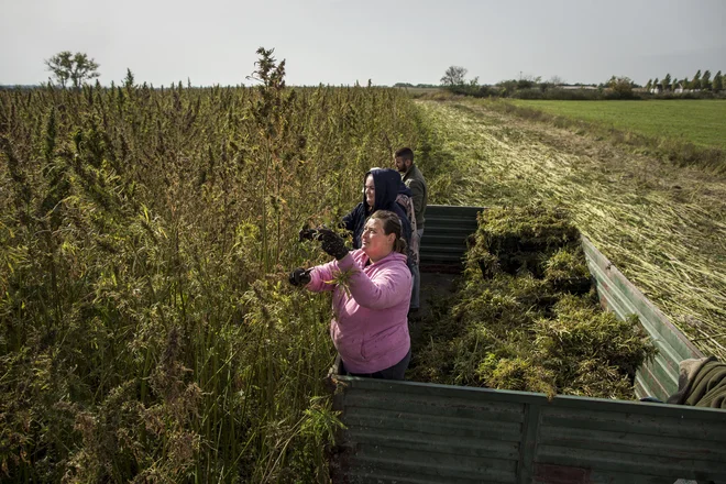 Pridelava in predelava industrijske konoplje v Slavoniji. FOTO: Voranc Vogel/Delo